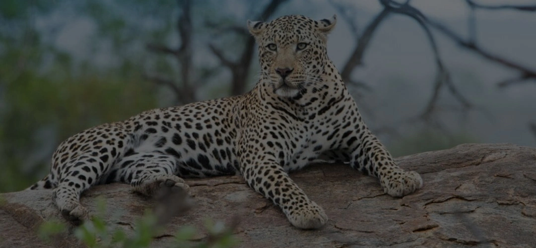 jawai leopard