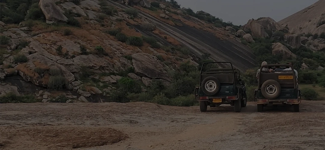 jawai safari image